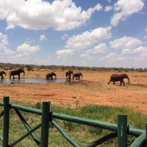 ENJOY KENYA CON FARFALLA TSAVO ESCURSIONE16