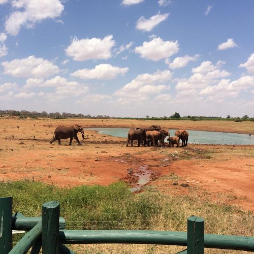 ENJOY KENYA CON FARFALLA TSAVO ESCURSIONE17