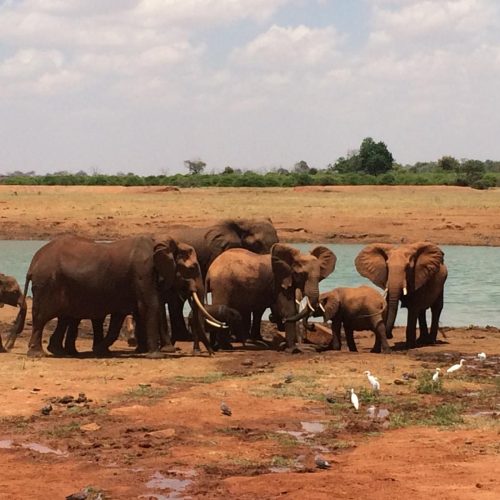 ENJOY KENYA CON FARFALLA TSAVO ESCURSIONE18