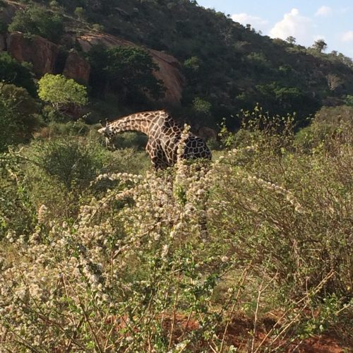 ENJOY KENYA CON FARFALLA TSAVO ESCURSIONE21