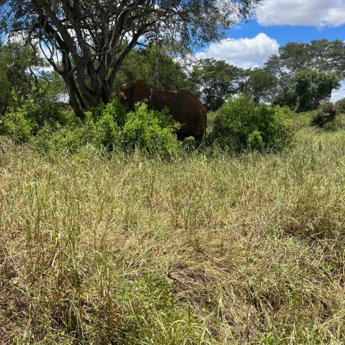 ENJOY KENYA CON FARFALLA18